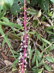 Phytolacca rivinoides