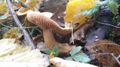 Cortinarius triumphans