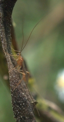 Ichneumonoidea