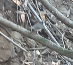 Junco hyemalis