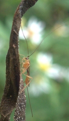Ichneumonoidea