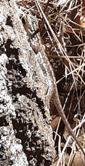 Sceloporus occidentalis