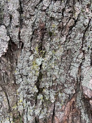 Physcia millegrana