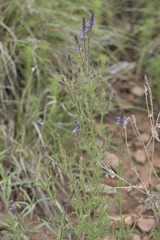 Verbena canescens