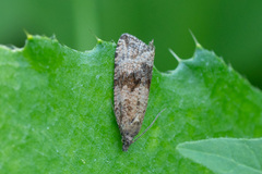 Celypha striana