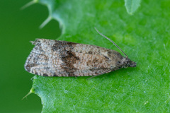 Celypha striana