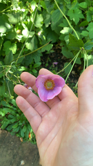 Eriocapitella hupehensis