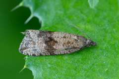 Celypha striana