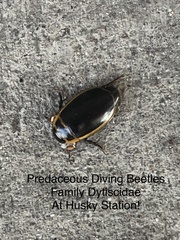 Dytiscus harrisii