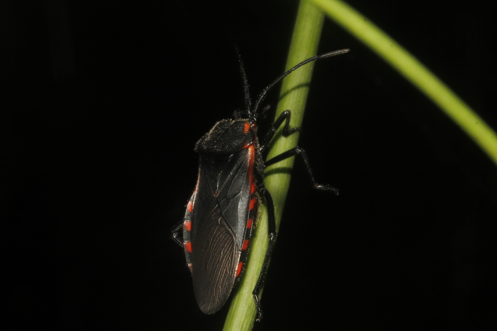 Sephina subulata