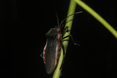 Sephina subulata