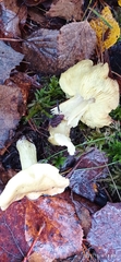 Tricholoma equestre