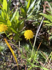 Polygala rugelii