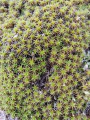 Syntrichia ruraliformis