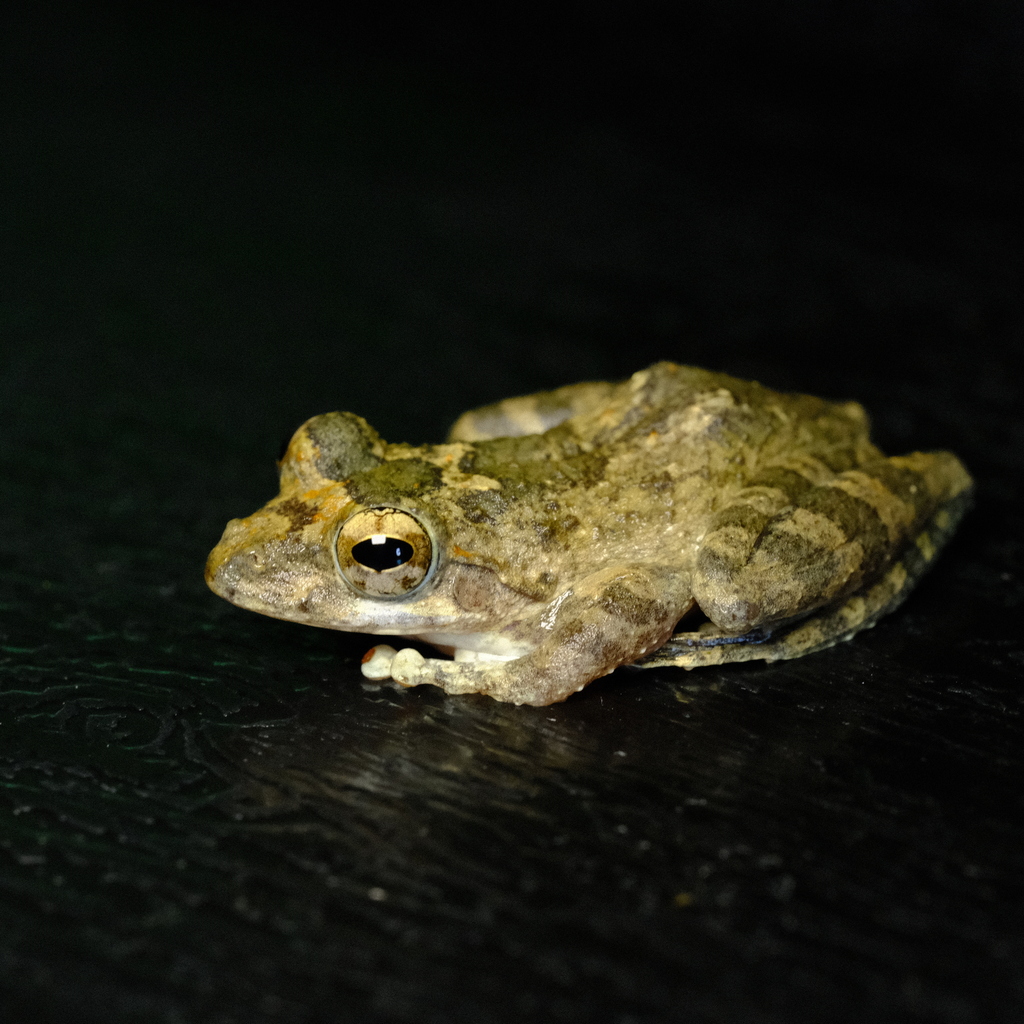 Hainan Stream Treefrog