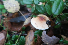 Lepiota spheniscispora