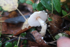 Lepiota spheniscispora