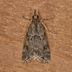 Eudonia heterosalis