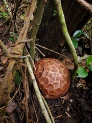 Lycoperdaceae