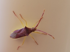 Gonocerus insidiator