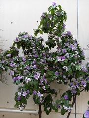 Brunfelsia uniflora