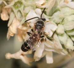 Lasioglossum