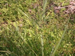 Isolepis