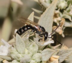 Lasioglossum