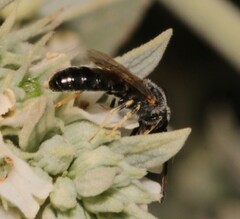 Lasioglossum