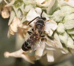Lasioglossum