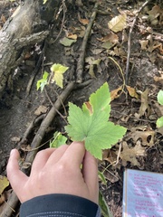 Ribes americanum