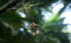 Trichonephila inaurata