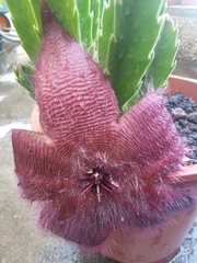 Stapelia grandiflora