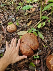 Lycoperdaceae