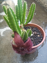 Stapelia grandiflora