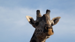 Giraffa camelopardalis tippelskirchi