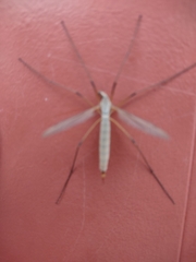 Tipula paludosa