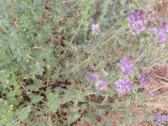 Medicago sativa