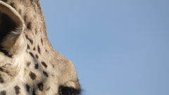 Giraffa camelopardalis tippelskirchi