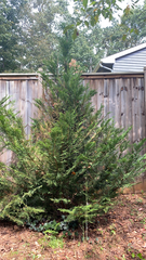 Cupressus × leylandii