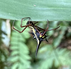 Micrathena schreibersi
