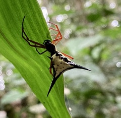 Micrathena schreibersi