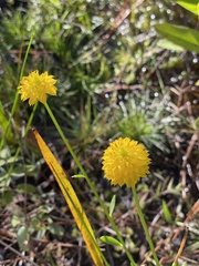 Polygala rugelii