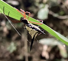 Micrathena schreibersi