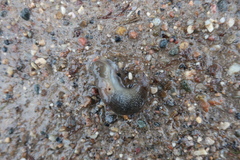 Krynickillus melanocephalus