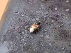 Anthocoridae