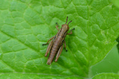 Booneacris glacialis