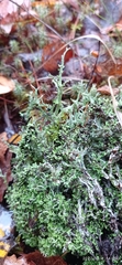 Cladonia furcata