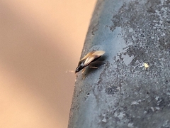 Anthocoridae