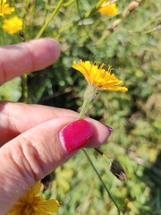 Scorzoneroides autumnalis